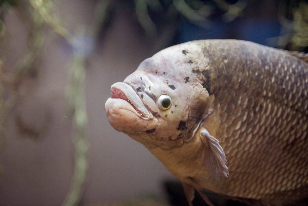 Pleco (Cascudo): O faxineiro perfeito do aquário 8 Pleco