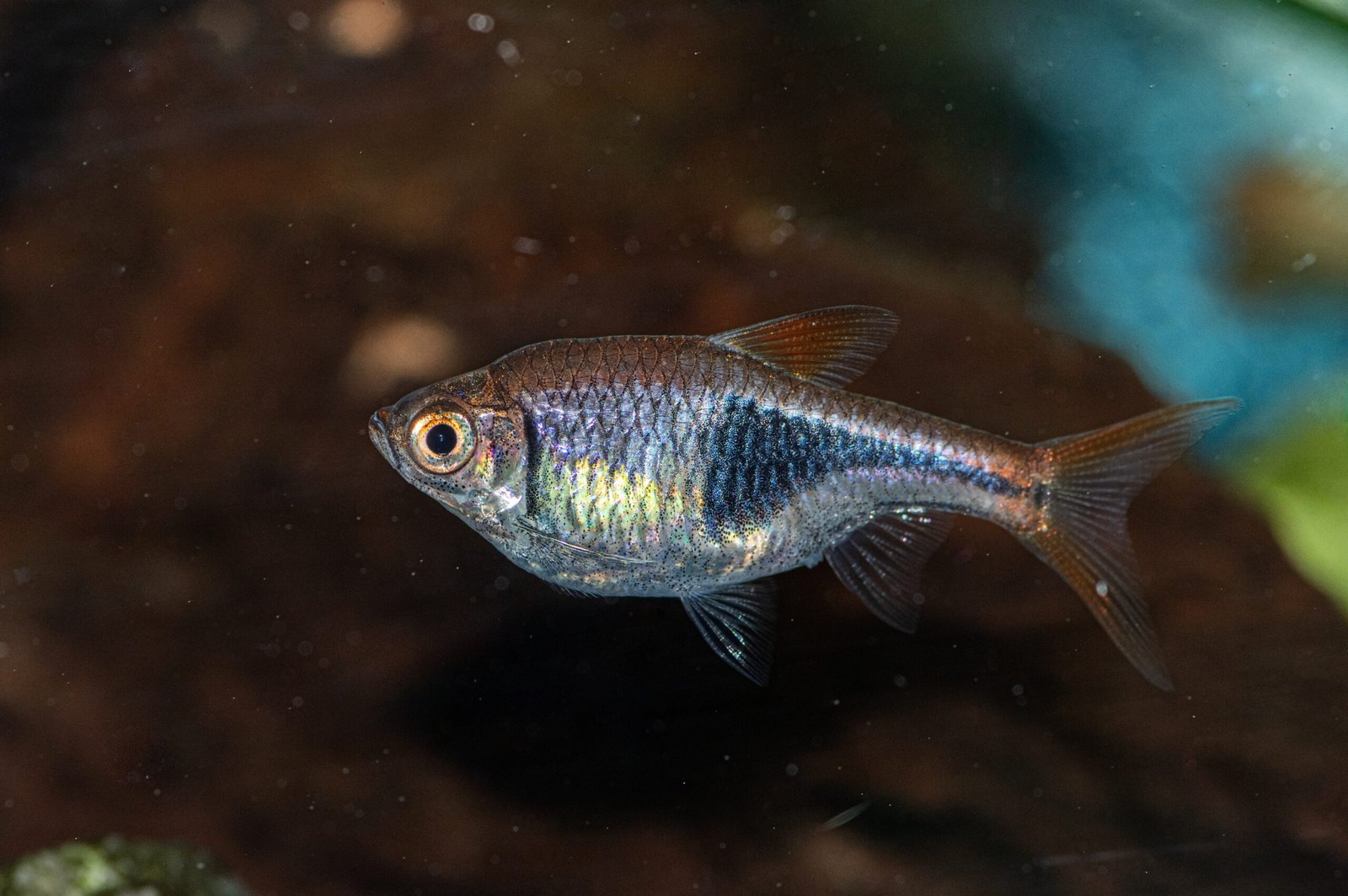 tetra neon