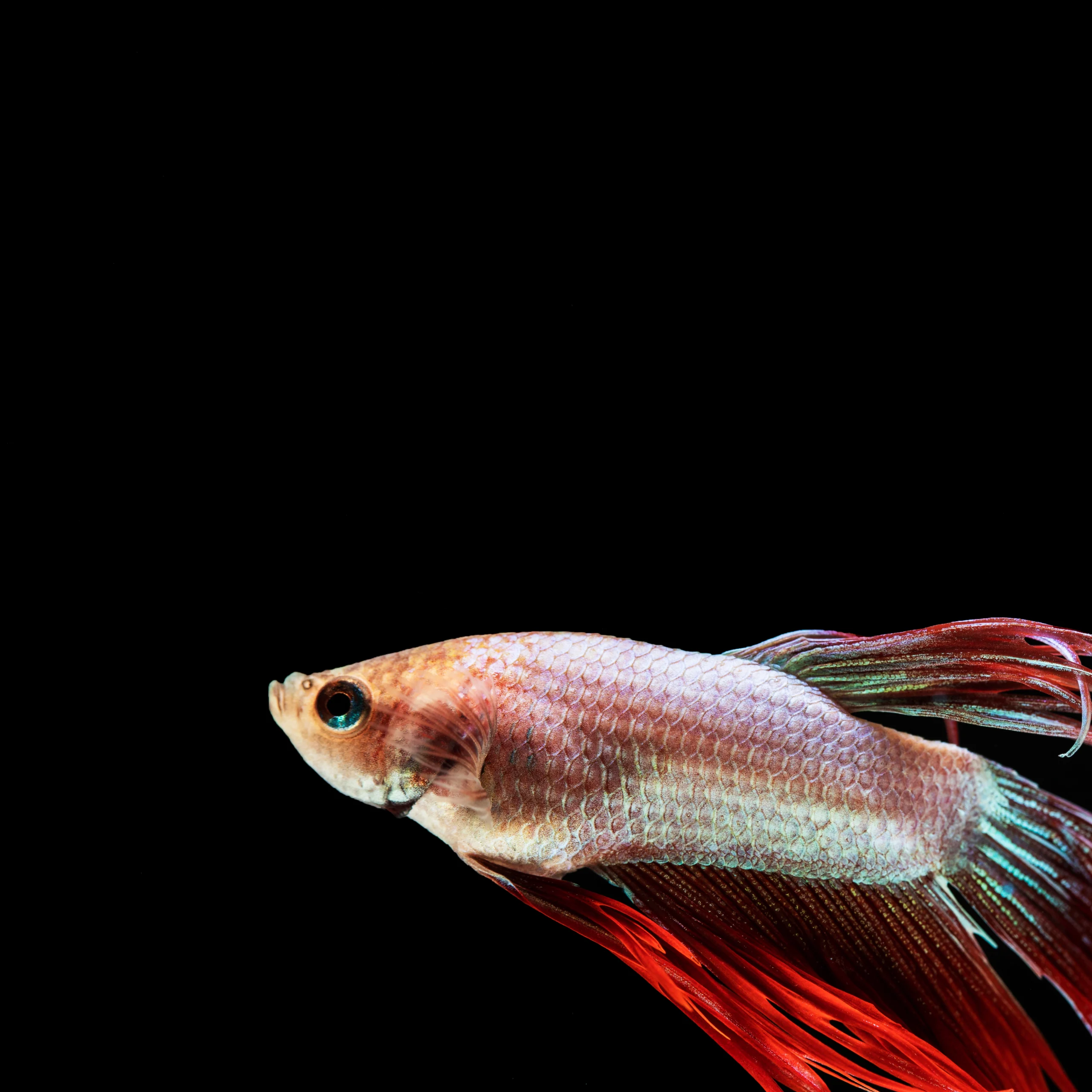 Peixe espada: O queridinho 1 Peixe espada
