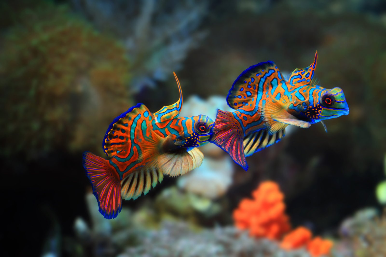 peixes coloridos