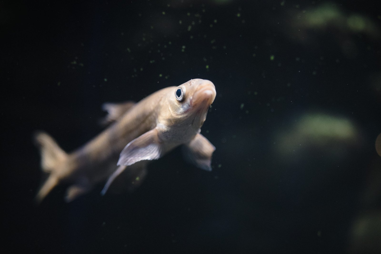Peixes com dimorfismo sexual
