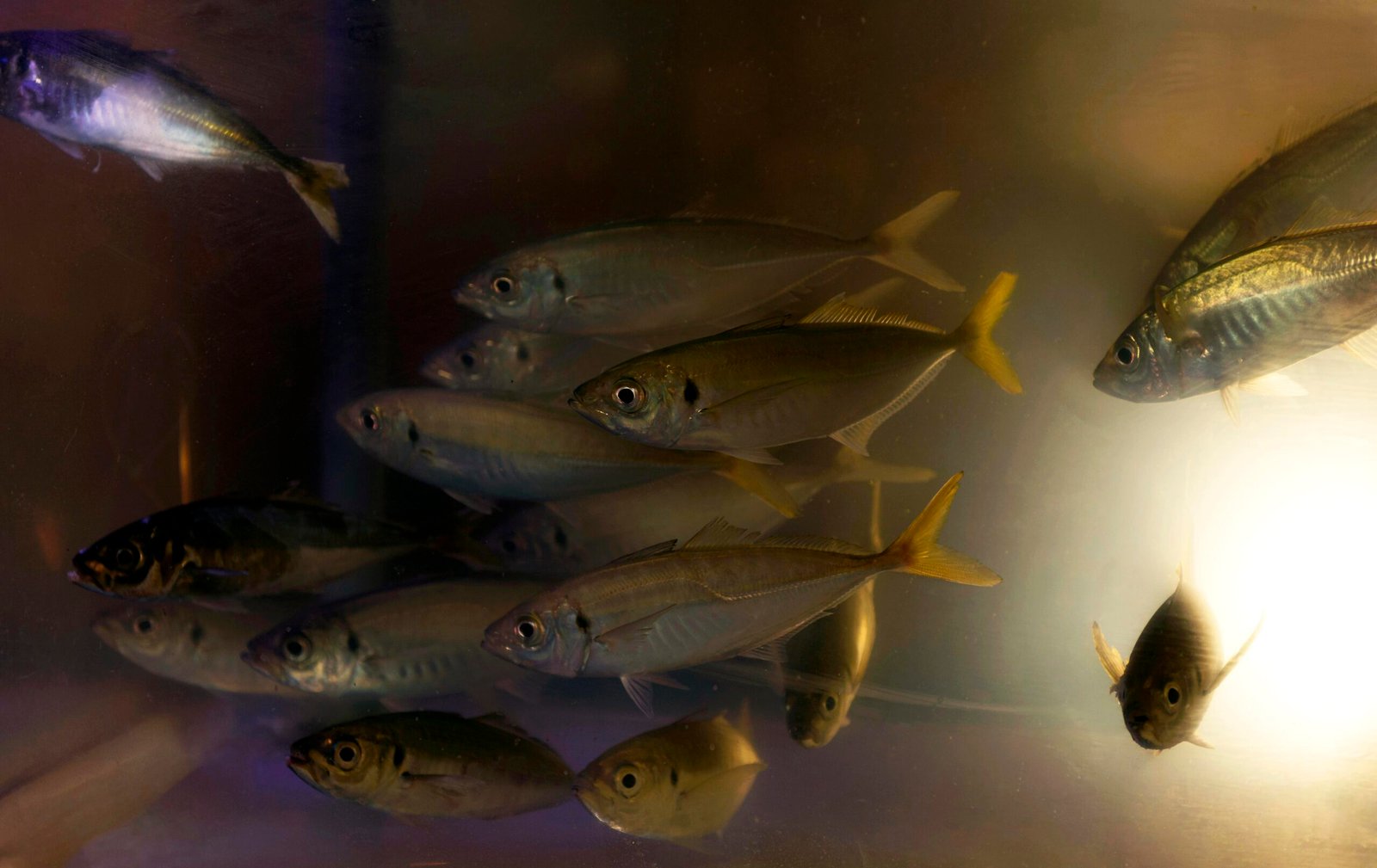 Peixes labirinto