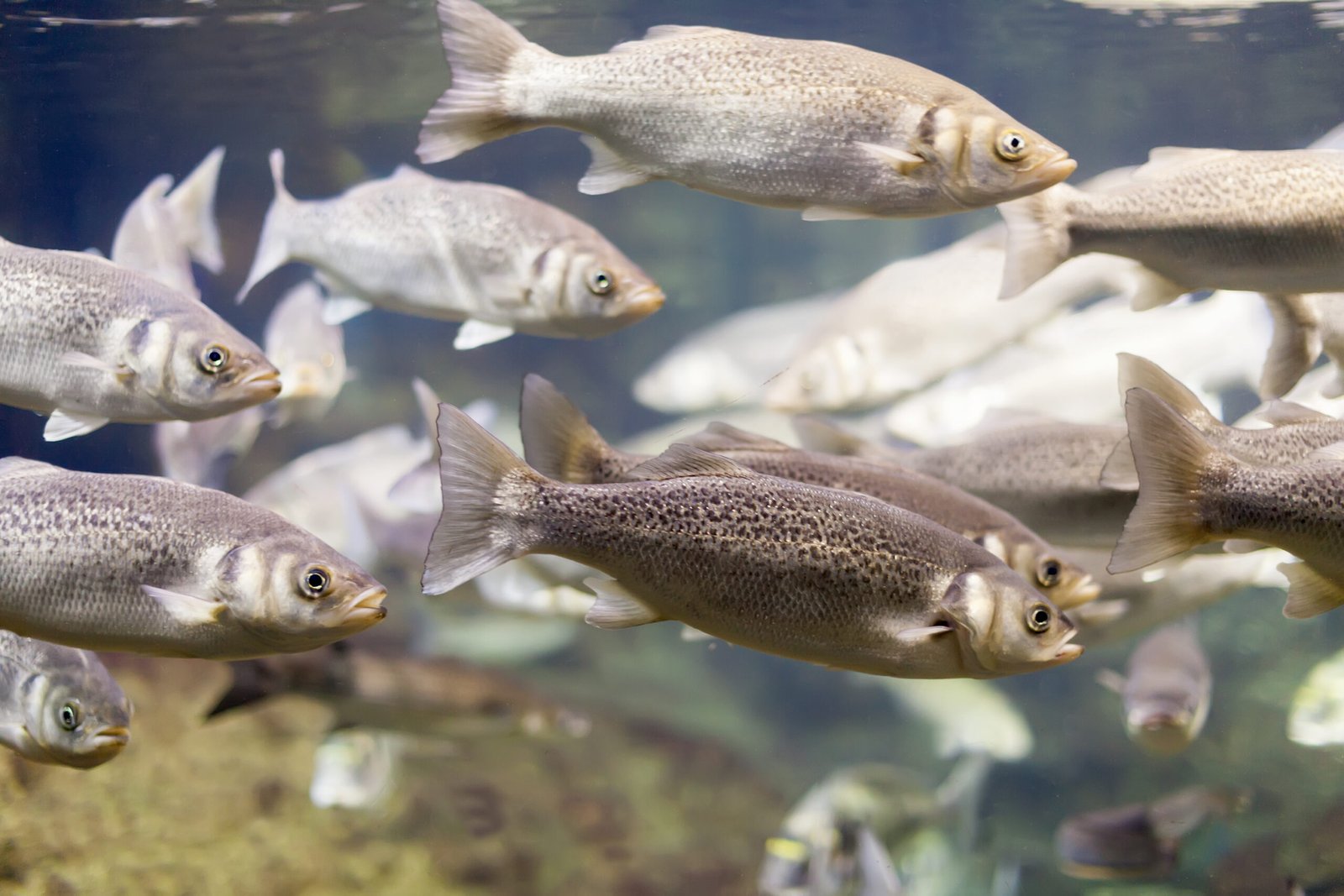 Peixes para aquários nano