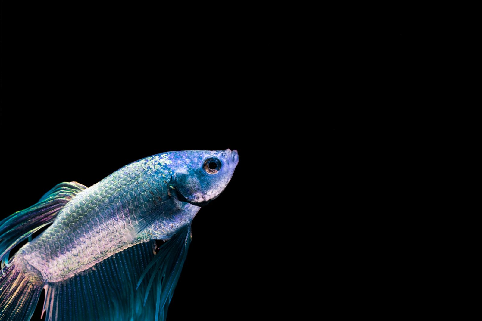 peixes de fundo
