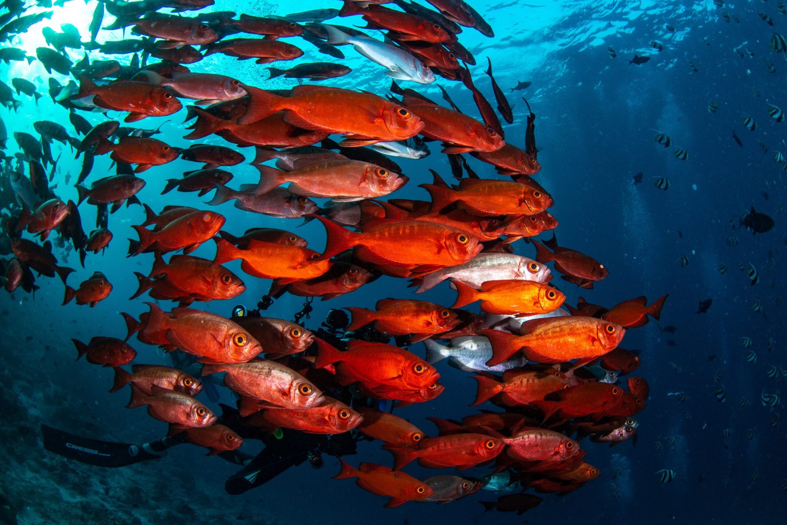 Peixes que vivem em cardume: por que alguns peixes entram em depressão sozinhos