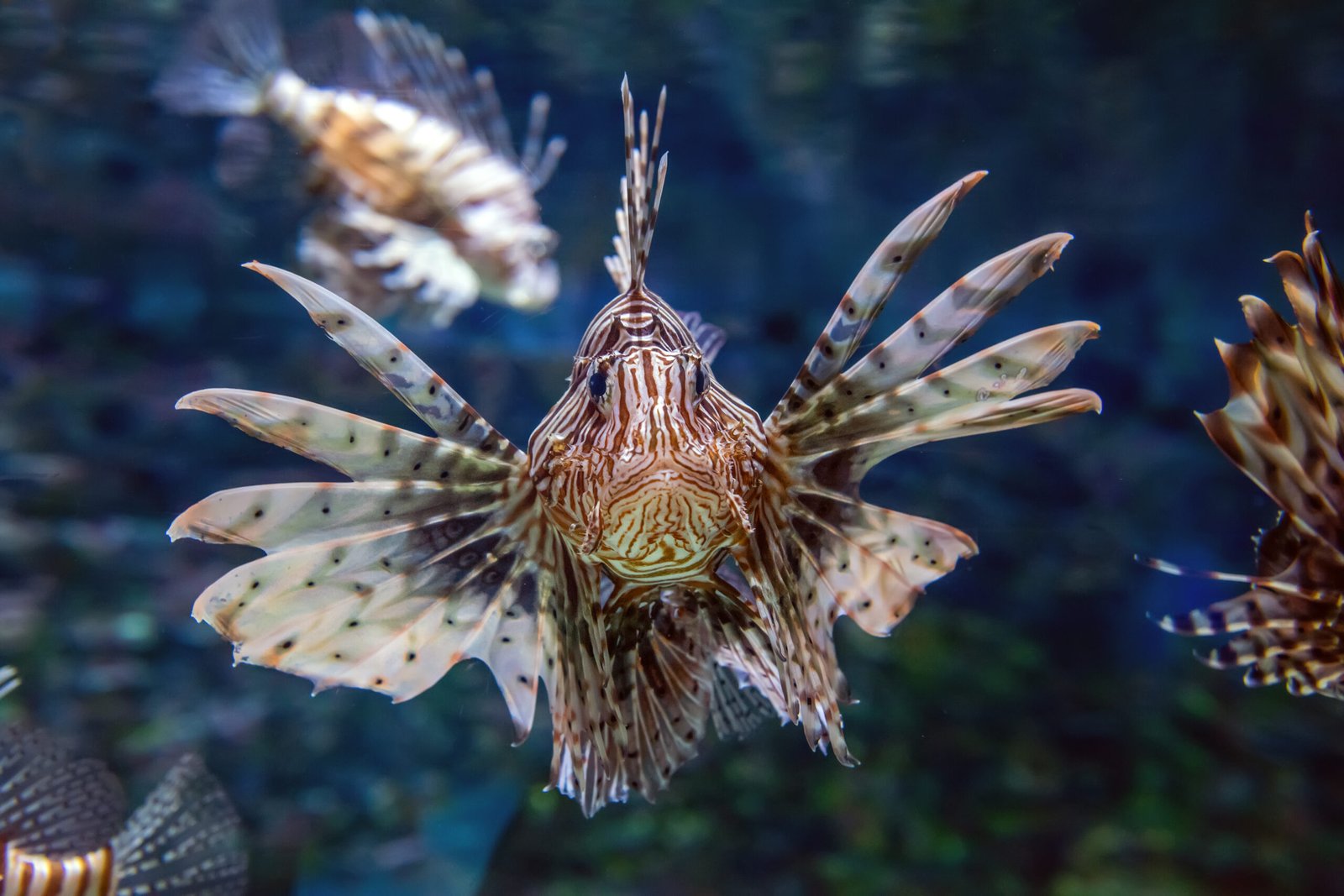 Peixes de água fria
