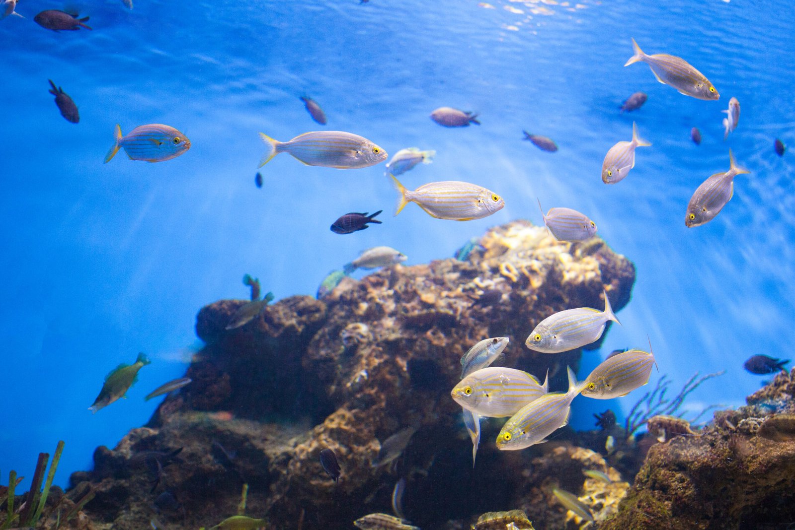 Cuidados com peixes recém adquiridos