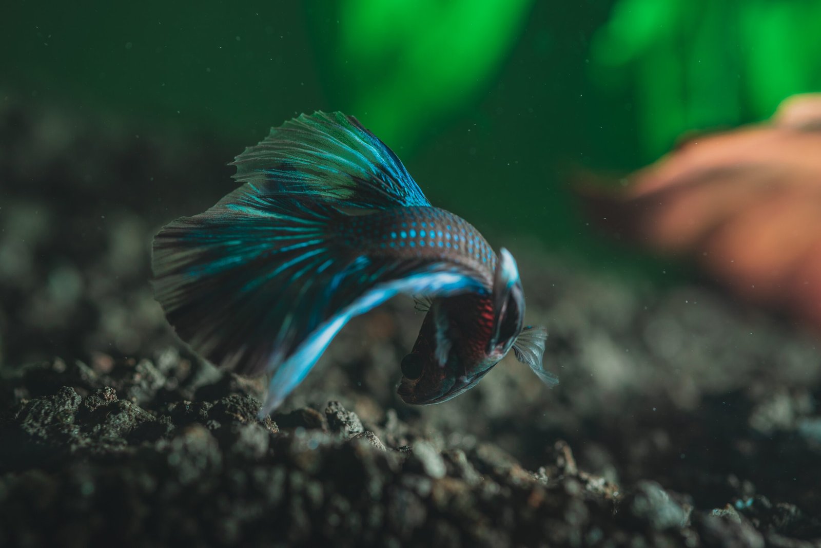 Peixes comedores de algas