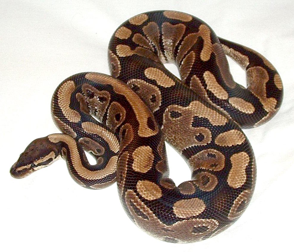 Píton-bola: como criar a cobra ideal para iniciantes (e o que diz o IBAMA)