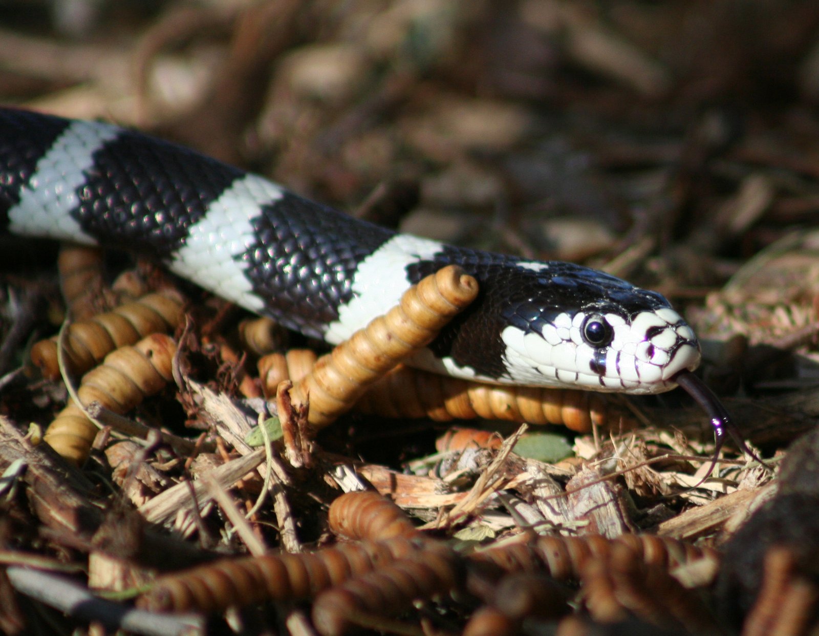 Cobra-rei-da-califórnia: guia completo do pet dócil que engole outras cobras 2 Cobra-rei-da-califórnia: guia completo do pet dócil que engole outras cobras