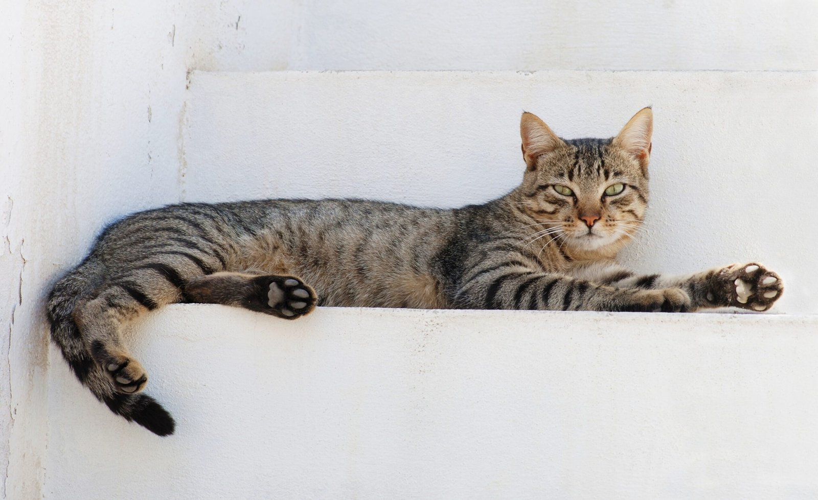 Nomes para Gato: 500+ ideias para macho e fêmea