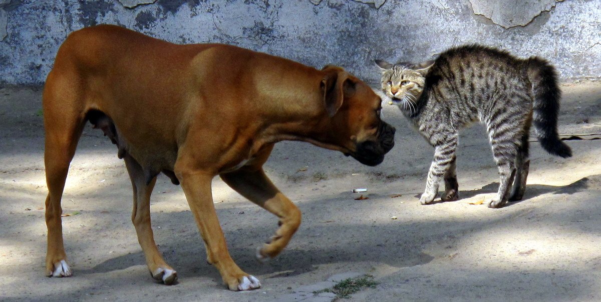 Quanto custa ter um cachorro ou gato no Brasil em 2026? Estudo de custo