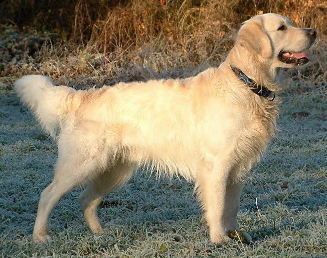 Linguagem corporal do cachorro: como entender o que seu cão sente