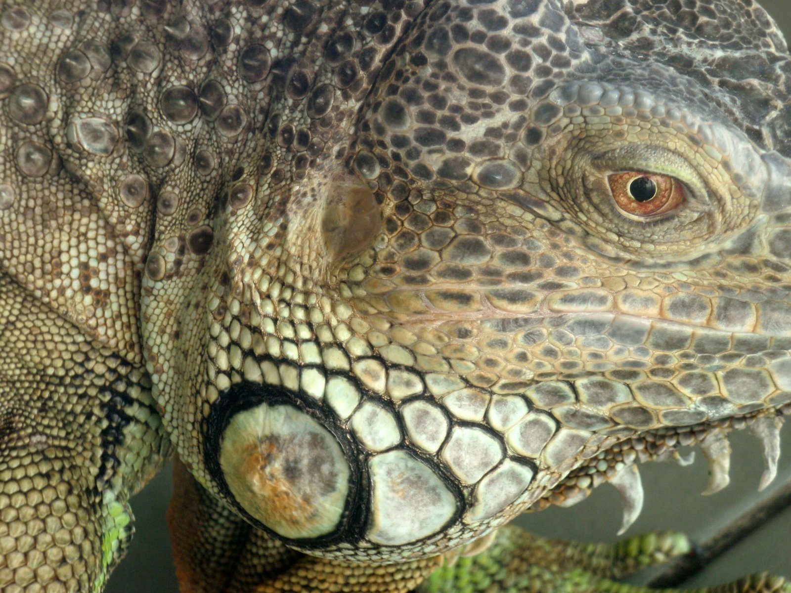 Iguana verde como pet: como criar, preço e por que não é para iniciantes