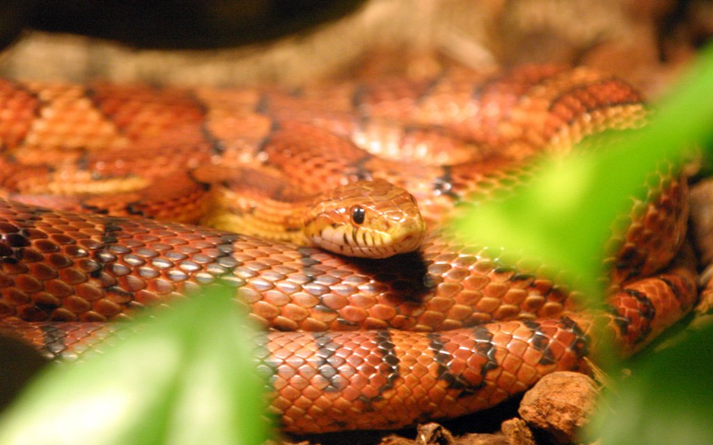 Cobra do Milho: Como Criar a Serpente Ideal para Iniciantes (Legalidade e Preço)