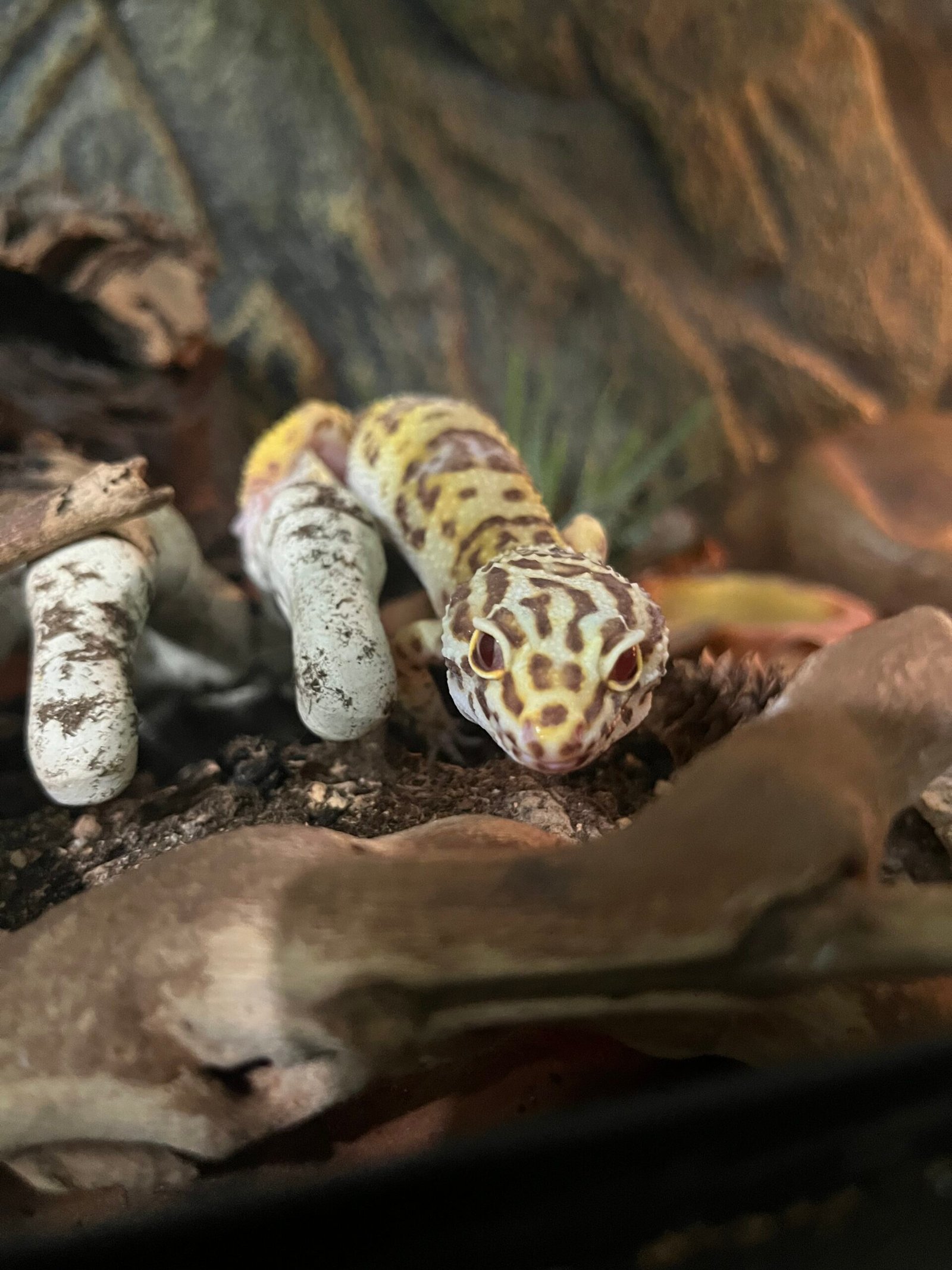 Gecko Leopardo: Como Criar, Preço e Por Que É o Melhor Réptil para Iniciantes