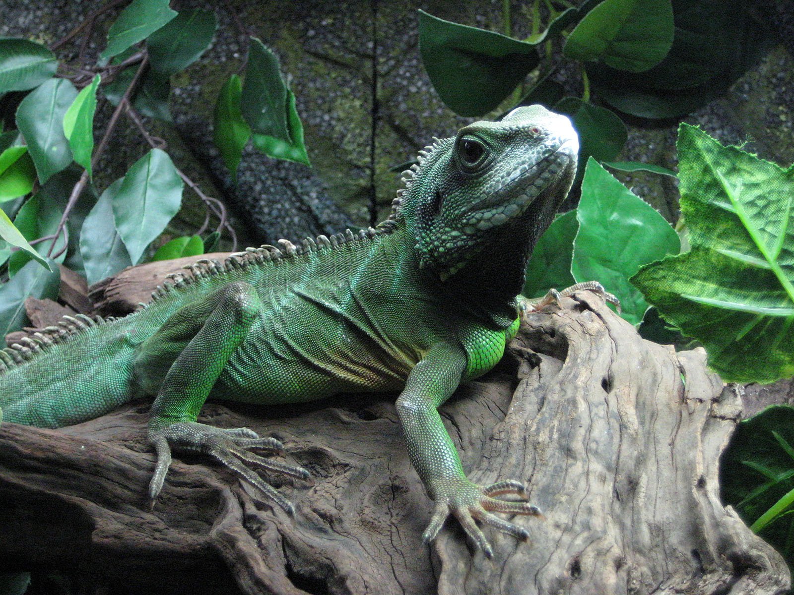 Dragão-d'água-chinês (Physignathus cocincinus), lagarto verde de porte médio, sobre galho