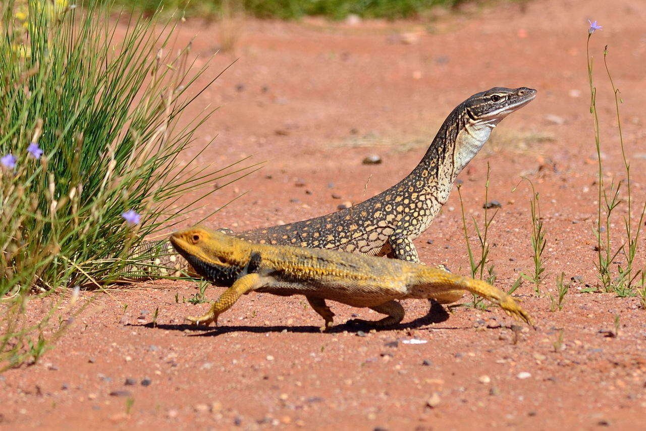 Dragão Barbudo (Pogona): como criar, terrário, preço e legalidade no Brasil