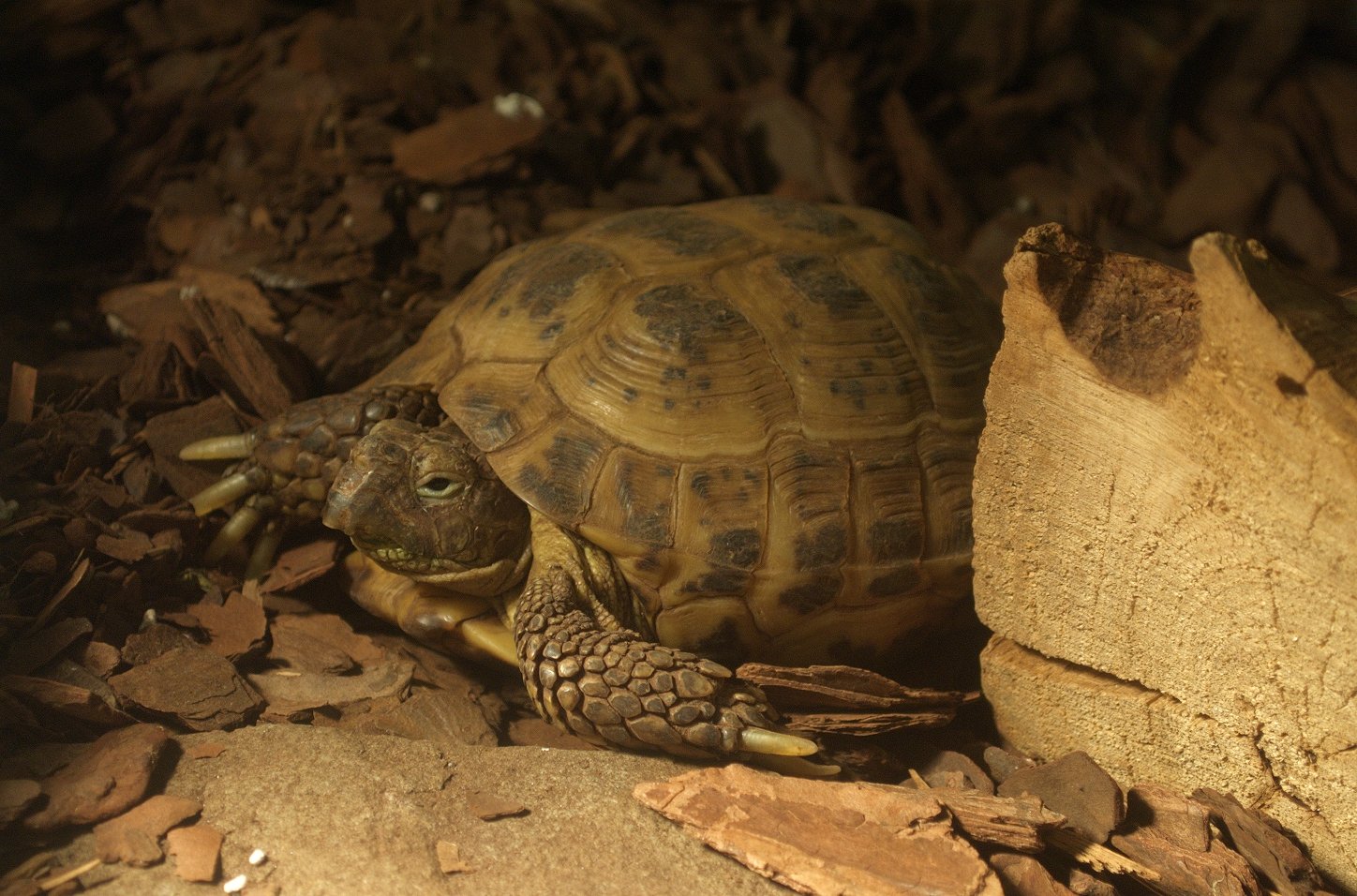Tartaruga-russa (Testudo horsfieldii): guia completo do pet terrestre 1 Tartaruga-russa (Testudo horsfieldii): guia completo do pet terrestre