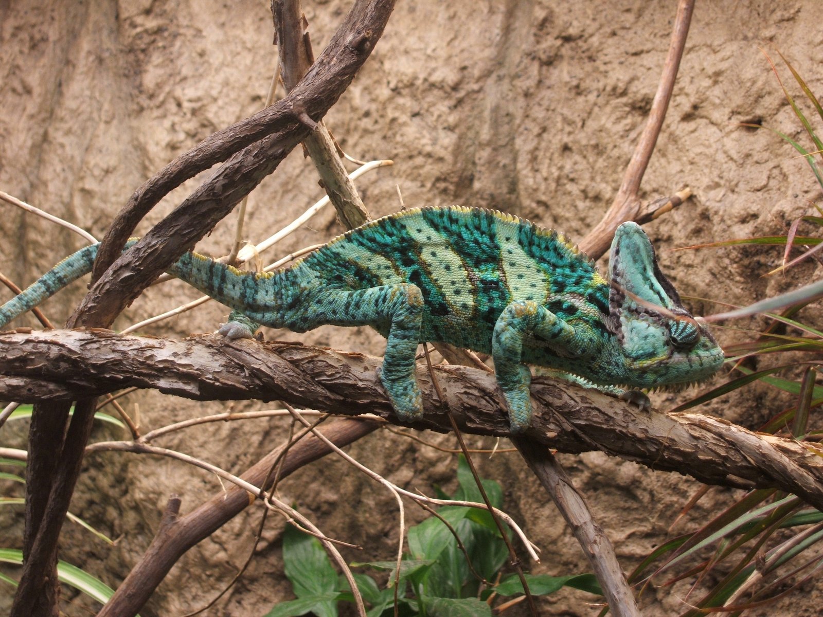 Camaleão como pet: por que fascina, mas não é para iniciantes (guia honesto) 1 Camaleão-velado (Chamaeleo calyptratus), espécie mais comum como pet, agarrado a um galho