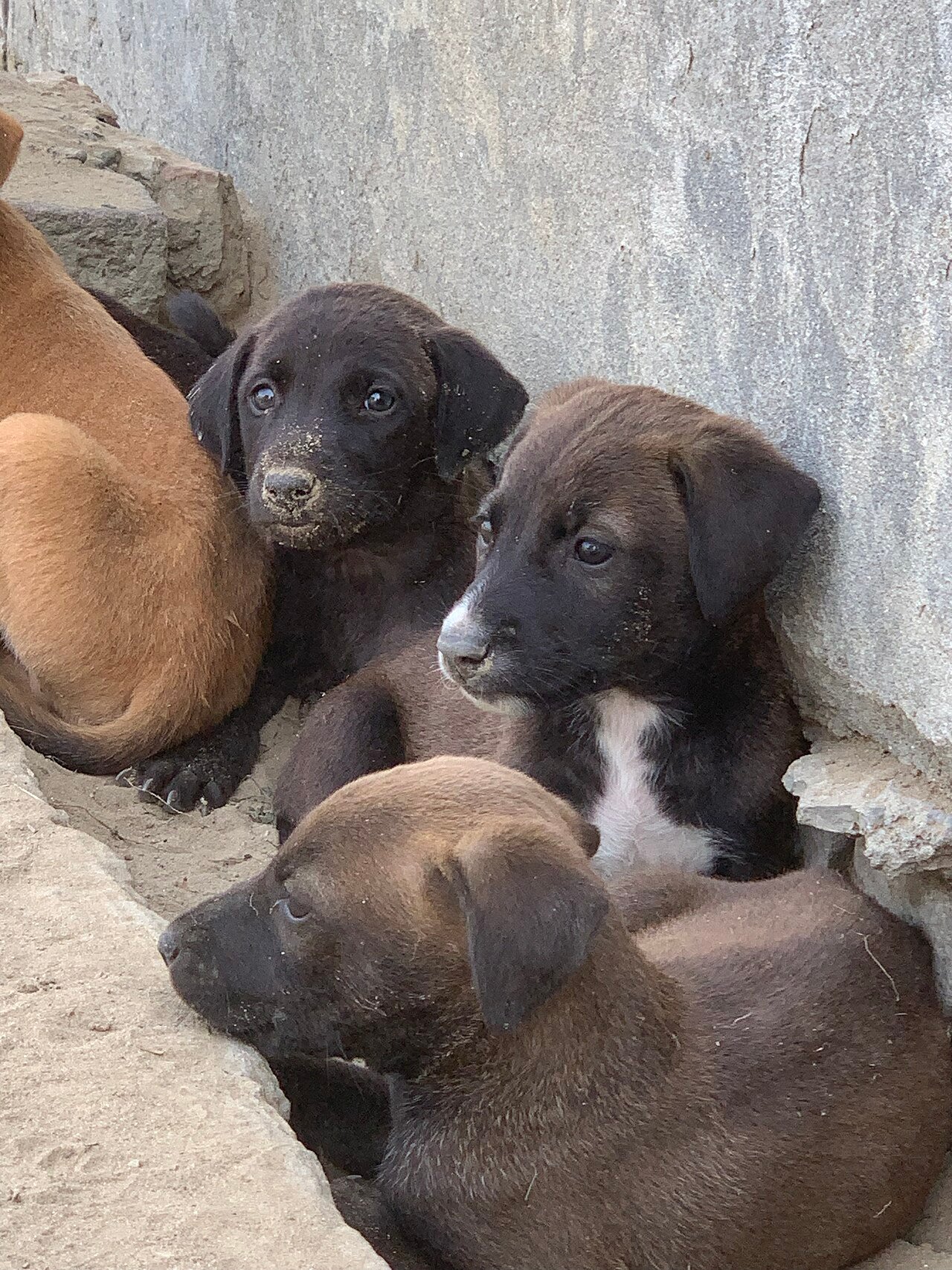 abandono de animais