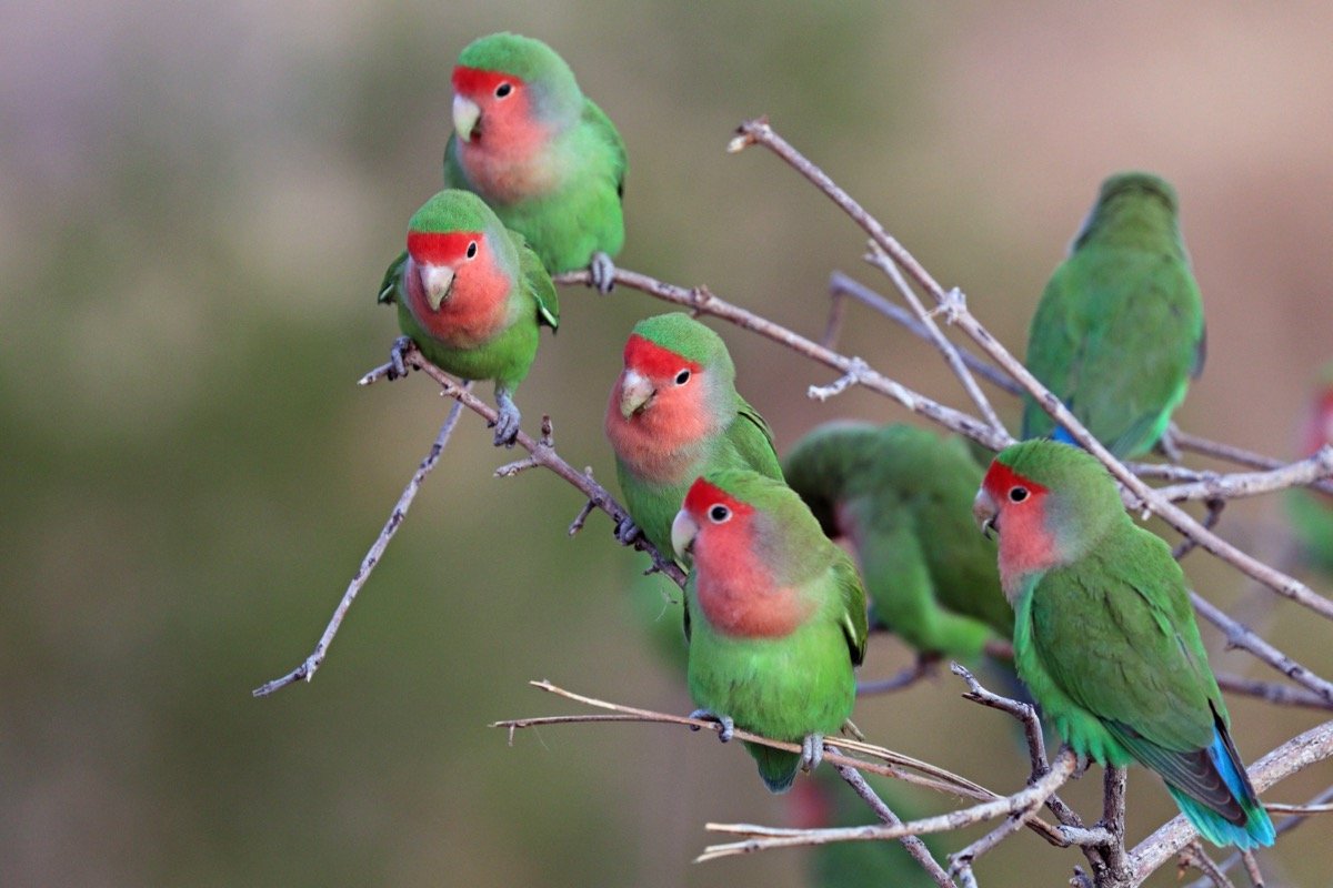 Agapornis (ave de estimação)