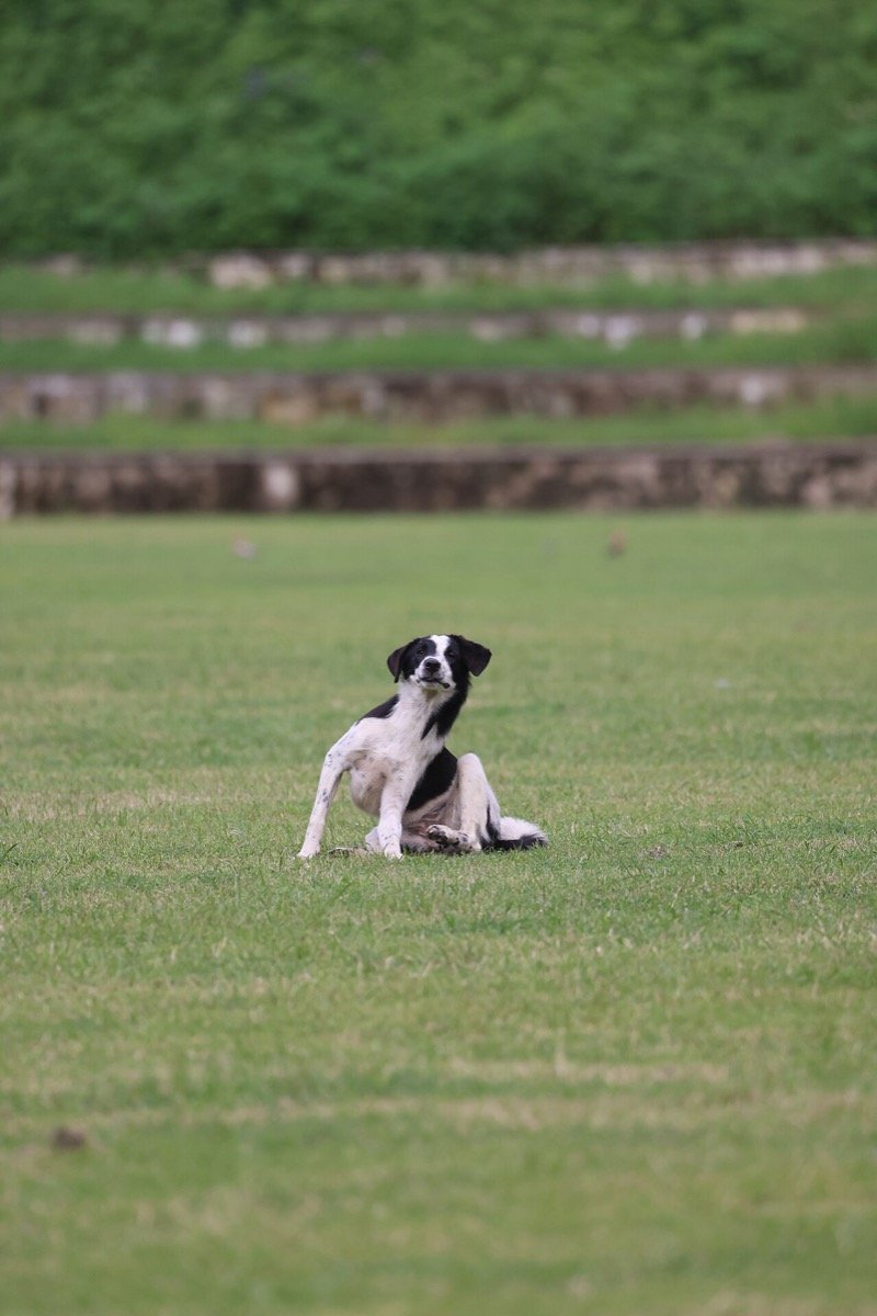 Alergia alimentar em cães e gatos: como reconhecer os sinais na pele e no intestino