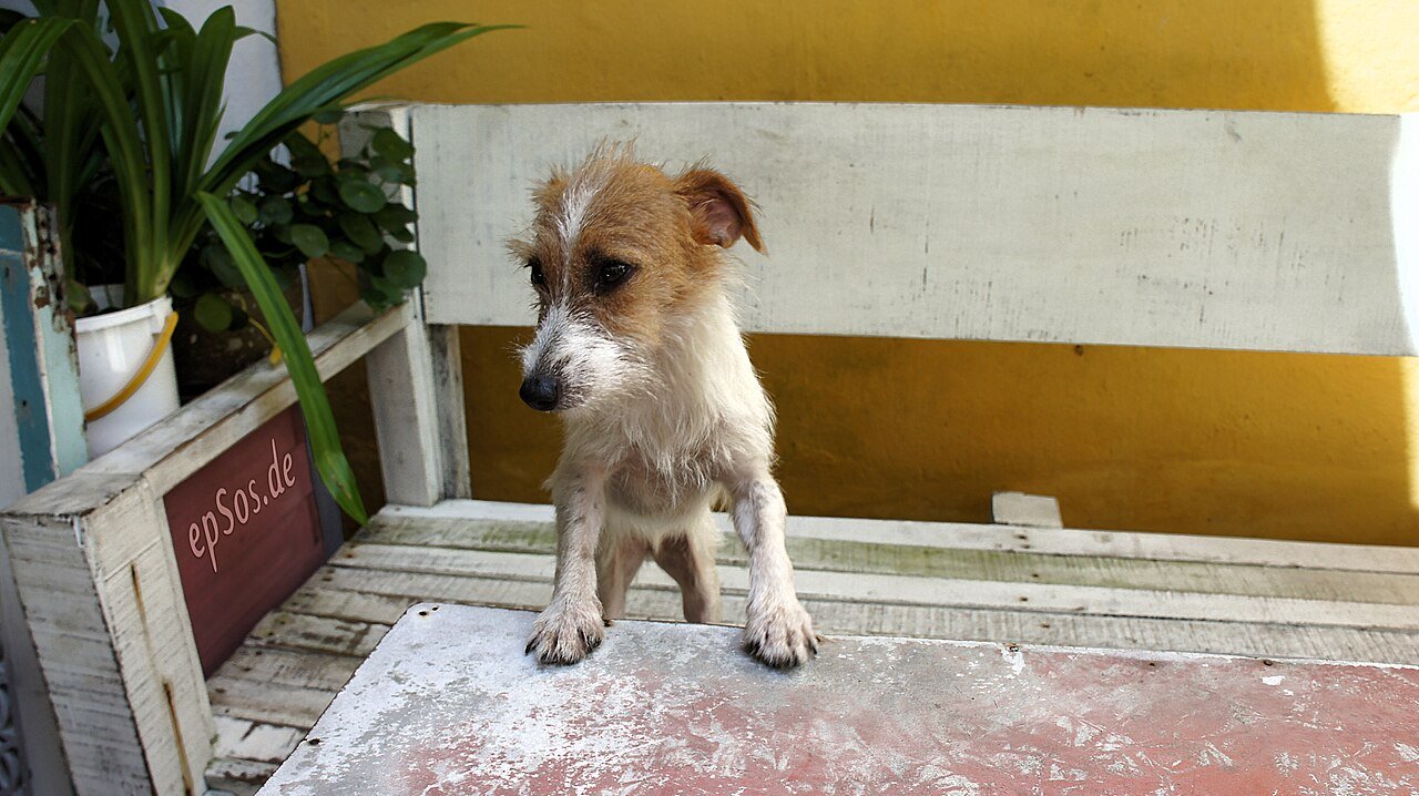 Alimentos Tóxicos para Cães e Gatos: Tabela Completa do Que Nunca Oferecer