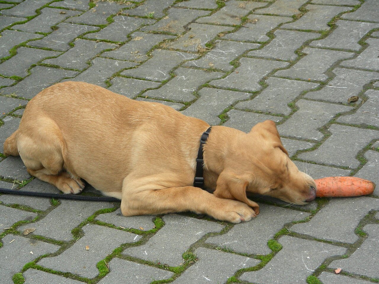 Cão comendo alimento, alerta sobre alimentos tóxicos para cães