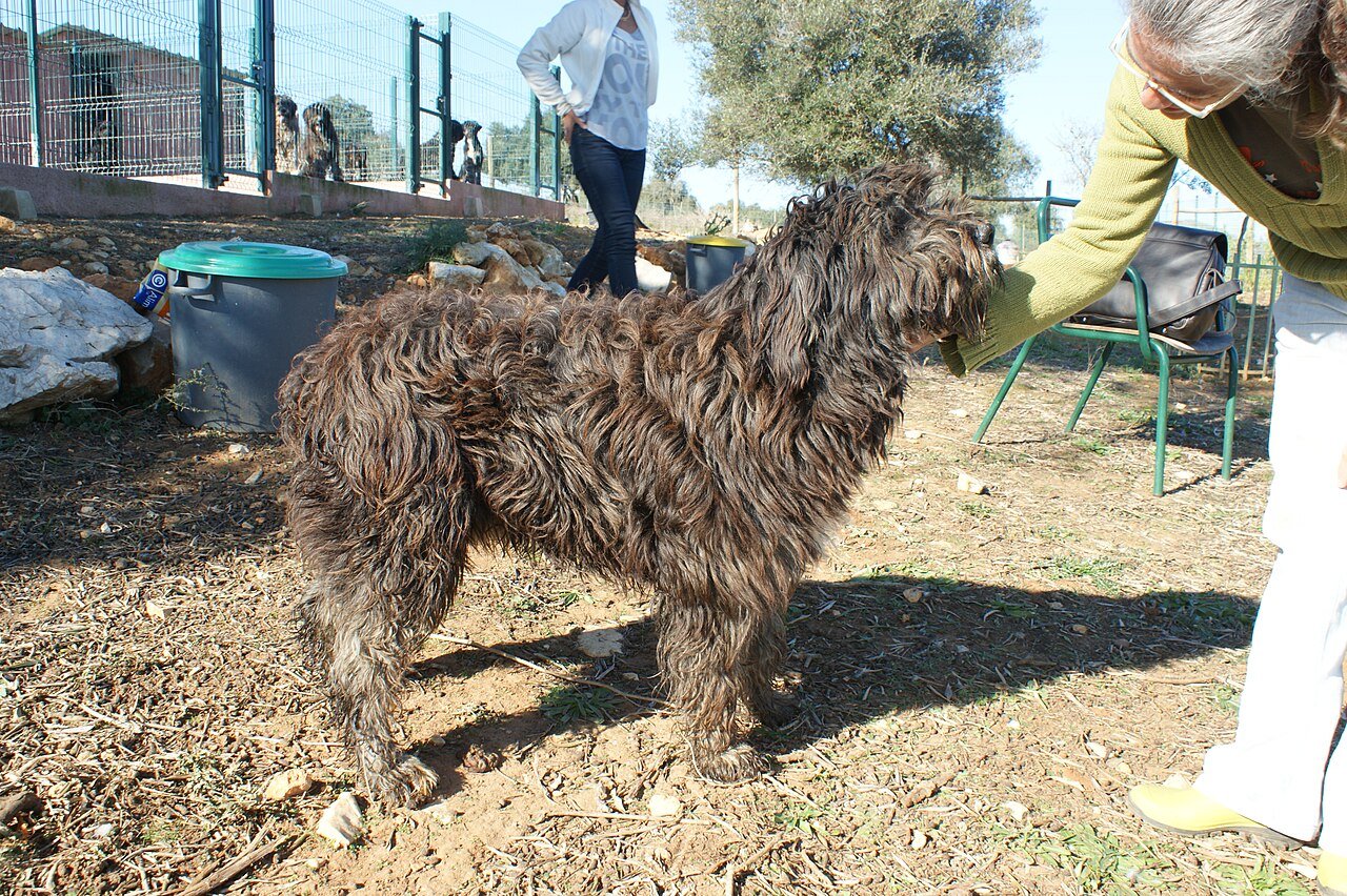 Cão da raça Barbado da Terceira em pé, pelagem desgrenhada