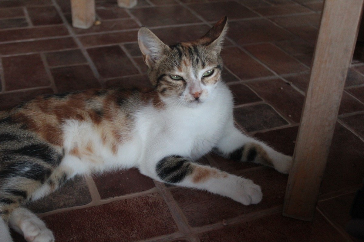 Seu gato está feliz? Novo teste mede o bem-estar do gato que ele esconde