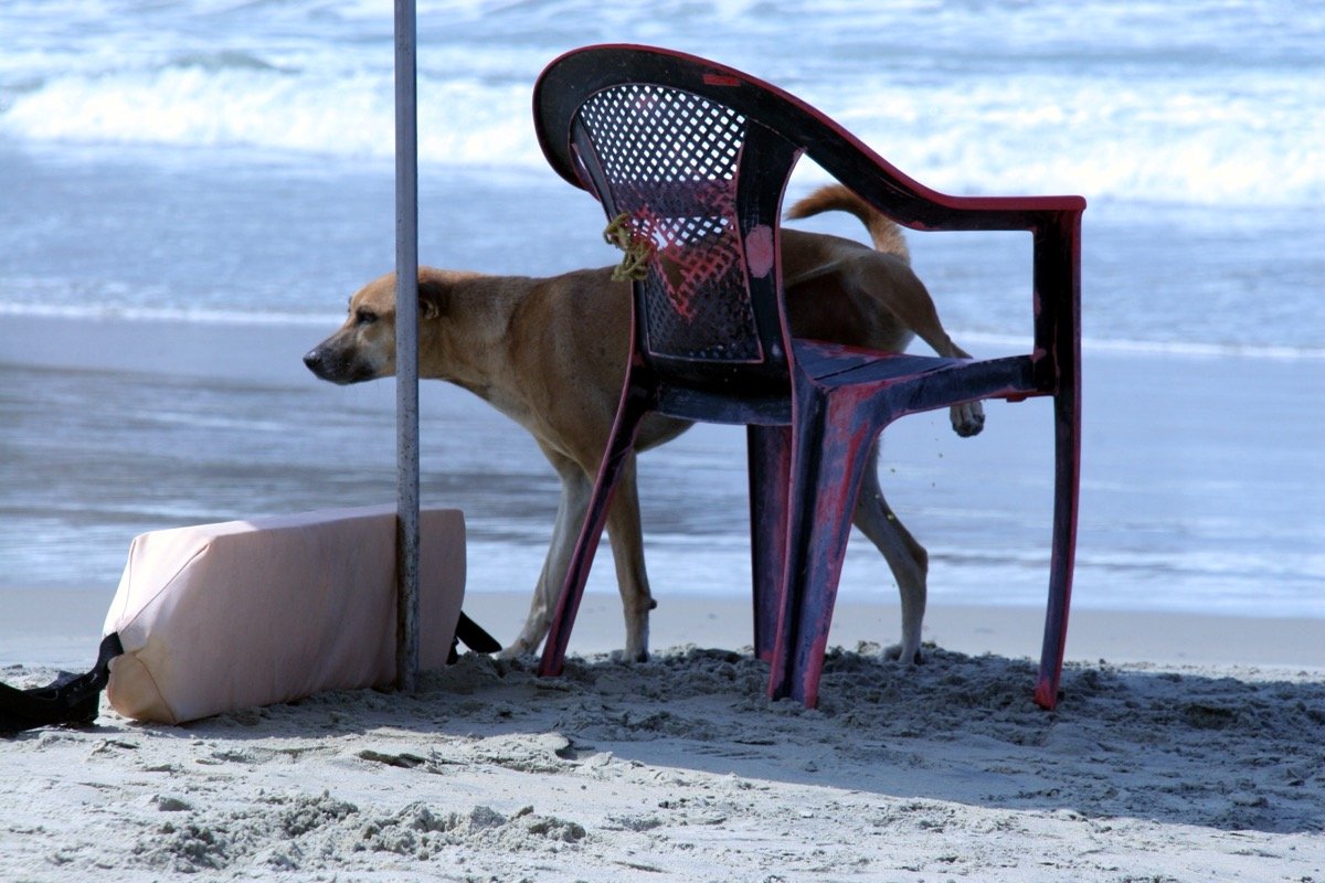 Cachorro Faz Xixi Quando Chego em Casa: Por Quê e Como Resolver