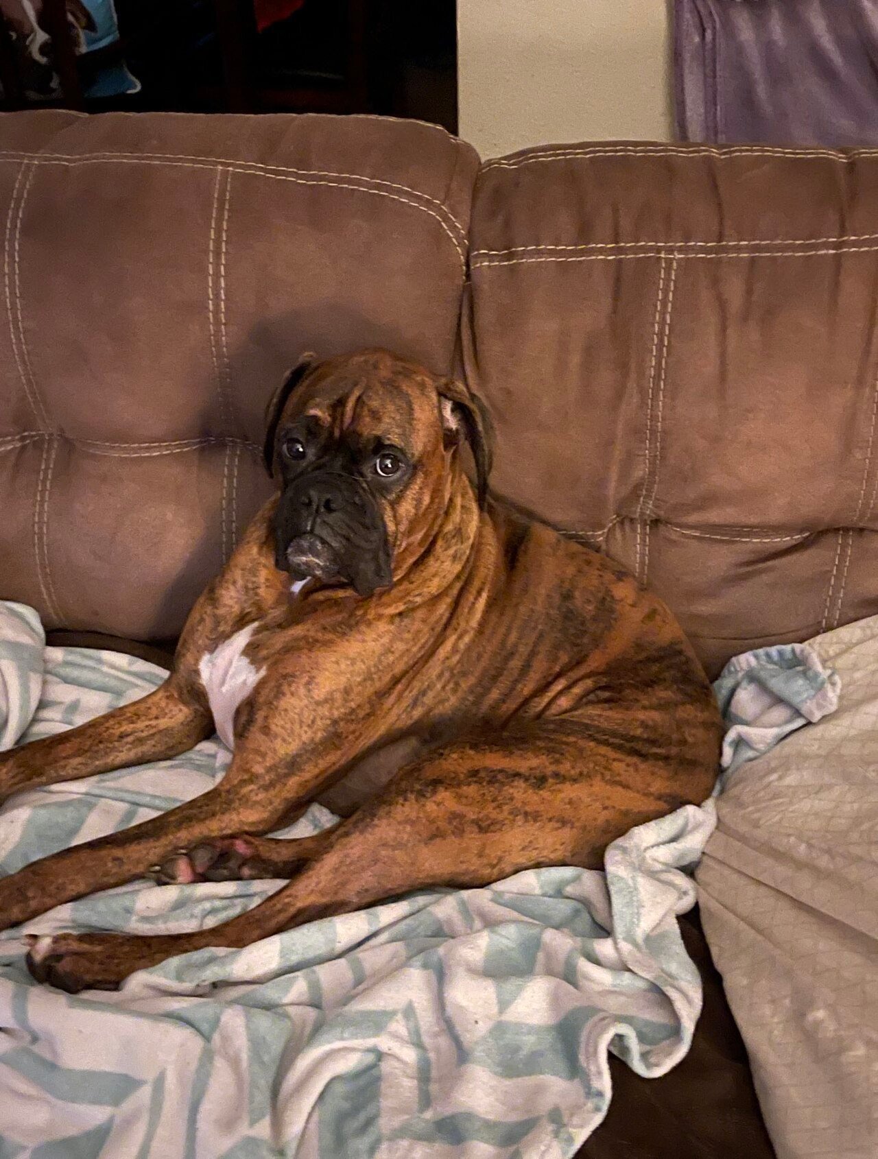 cachorro dentro de casa