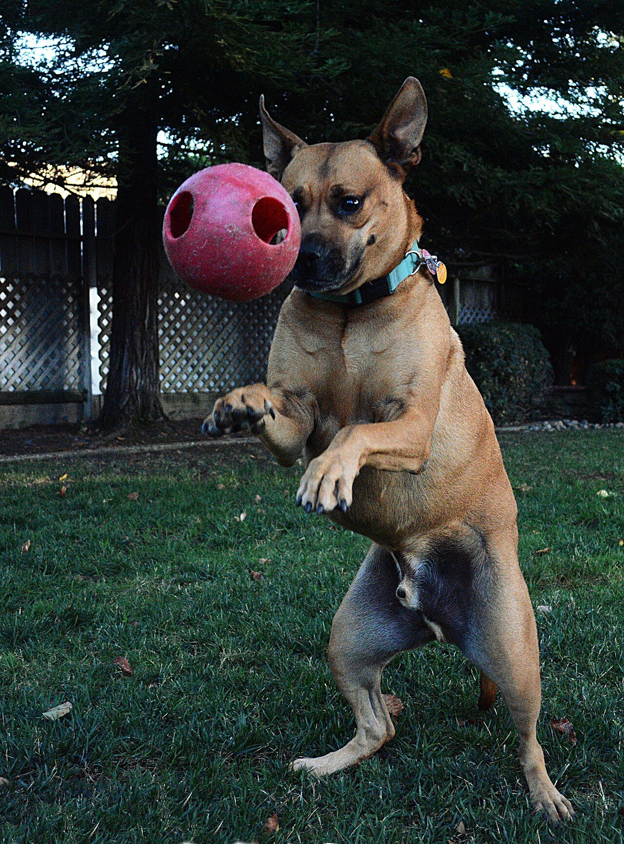 cachorro viciado em bolinha