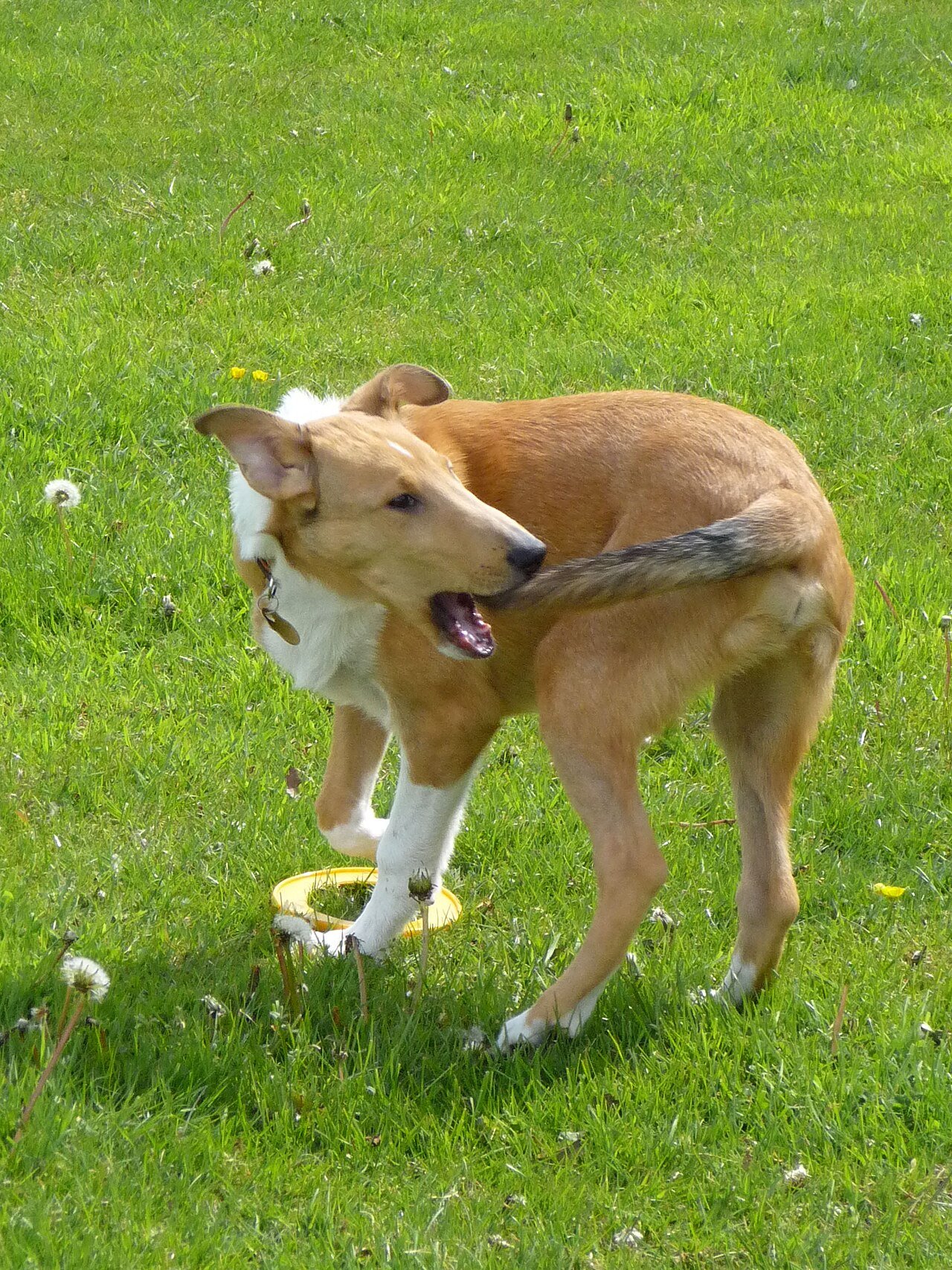 Por que os cães perseguem o próprio rabo? A ciência explica quando é brincadeira e quando é alerta