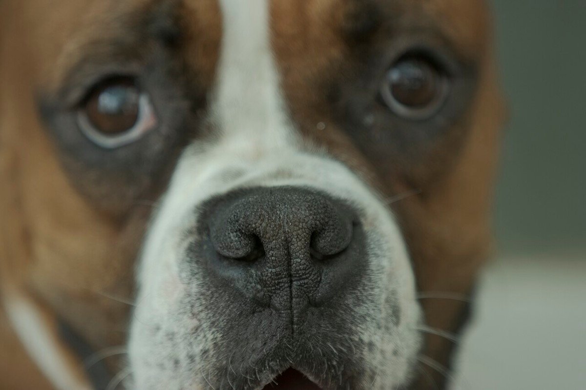 cães reconhecem emoções humanas
