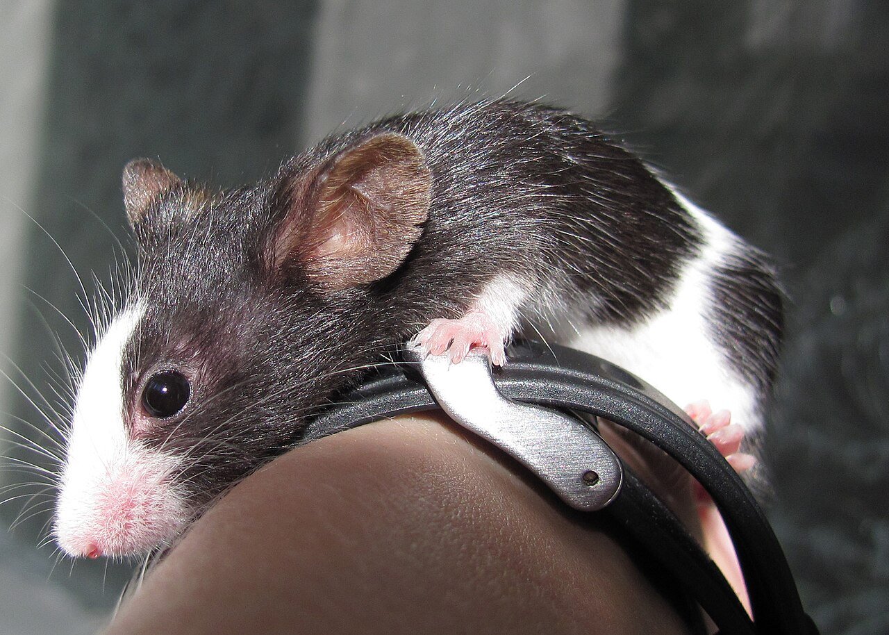 Camundongo como Pet: Cuidados com o Ratinho 1 Camundongo (ratinho) doméstico de estimação