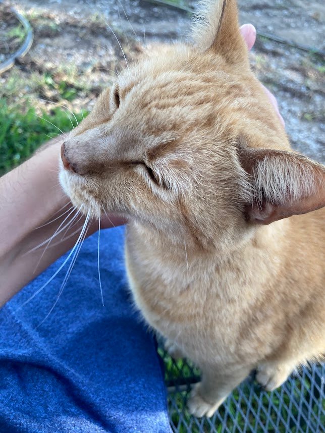 castração gratuita de cães e gatos