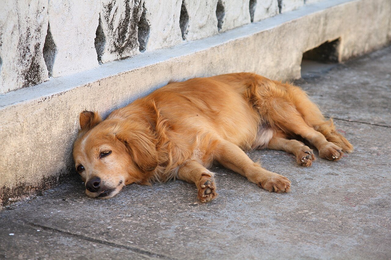CBD para cães