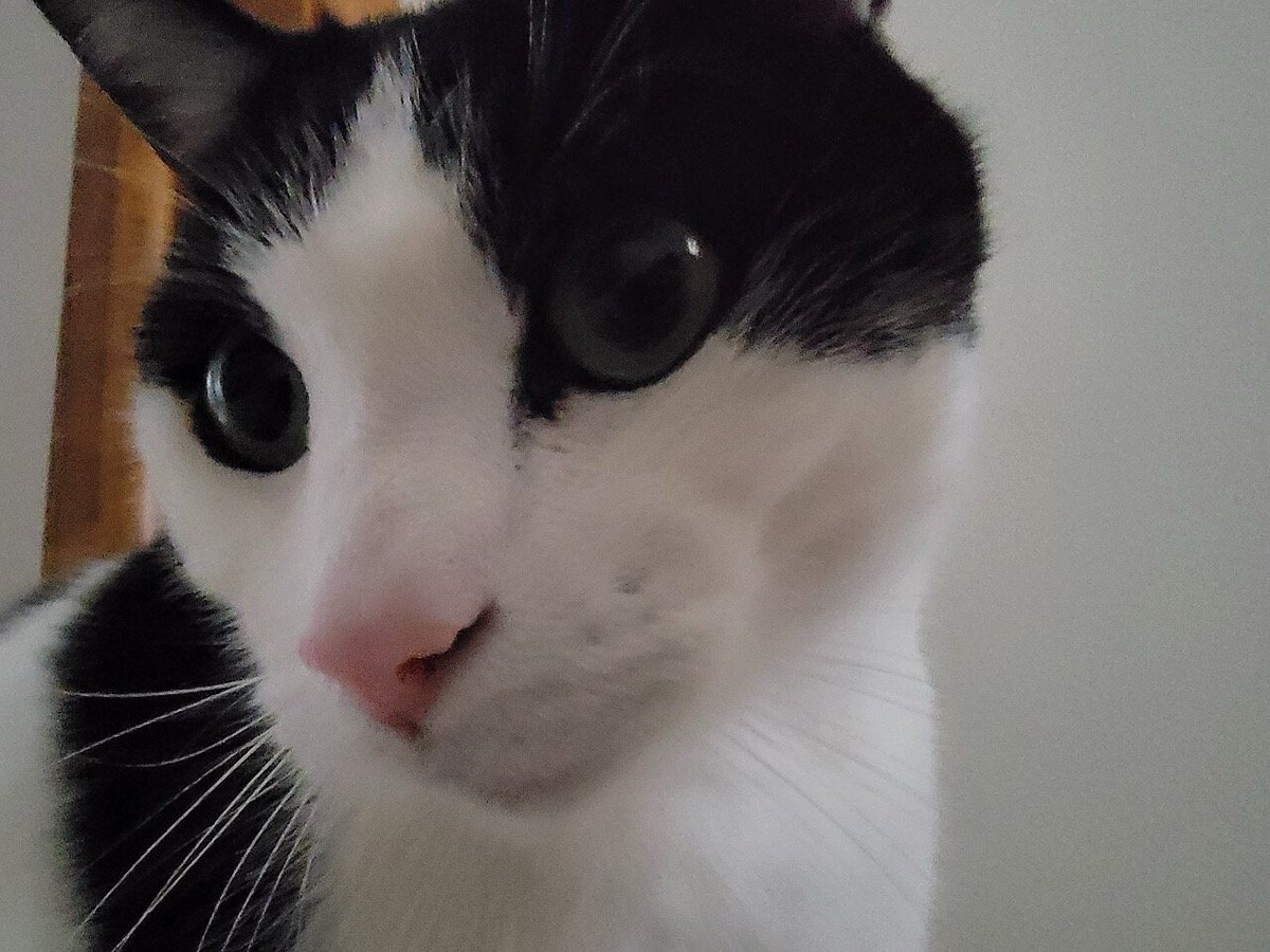 ronronar do gato