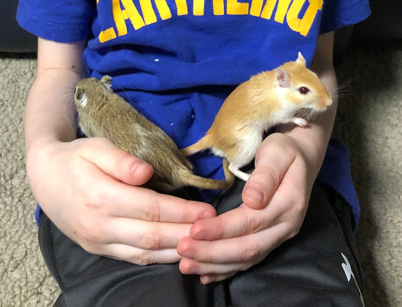 Gerbil (esquilo da Mongólia) interagindo com a mão de uma pessoa