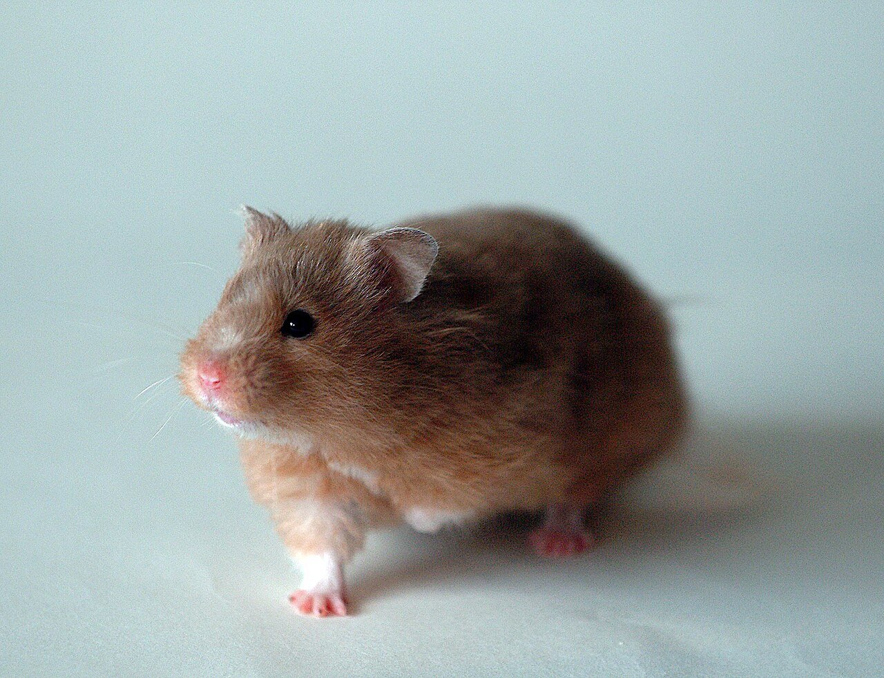 Hamster sírio dourado, exemplo de como cuidar de hamster