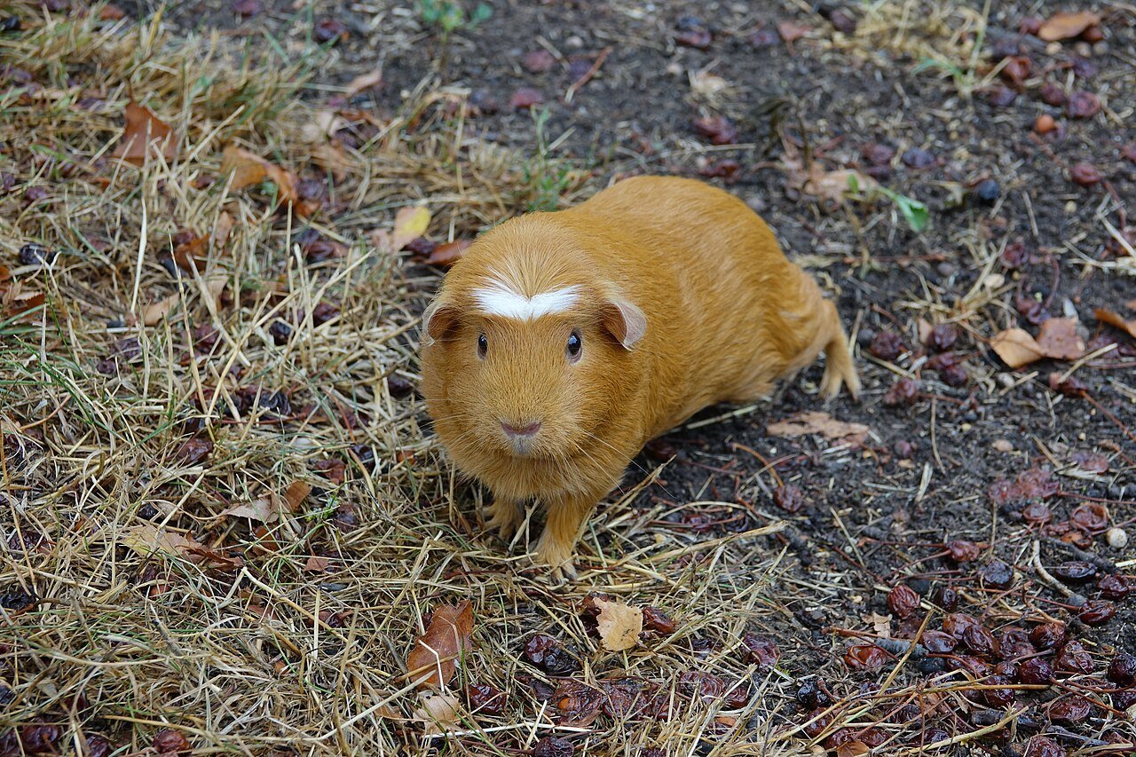 Como cuidar de porquinho-da-índia: cavia porcellus