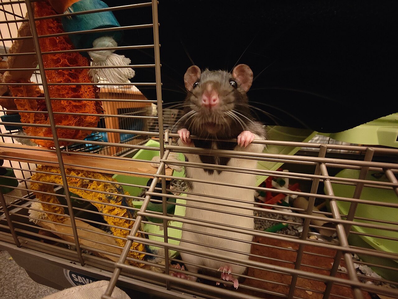 Rato twister (fancy rat) doméstico de pelagem clara