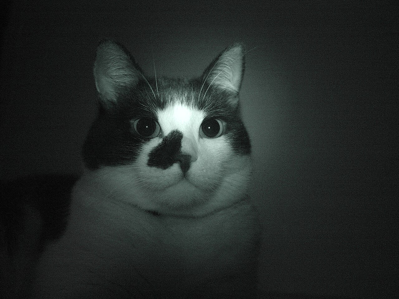 Como os gatos enxergam no escuro? A ciência por trás dos olhos que brilham