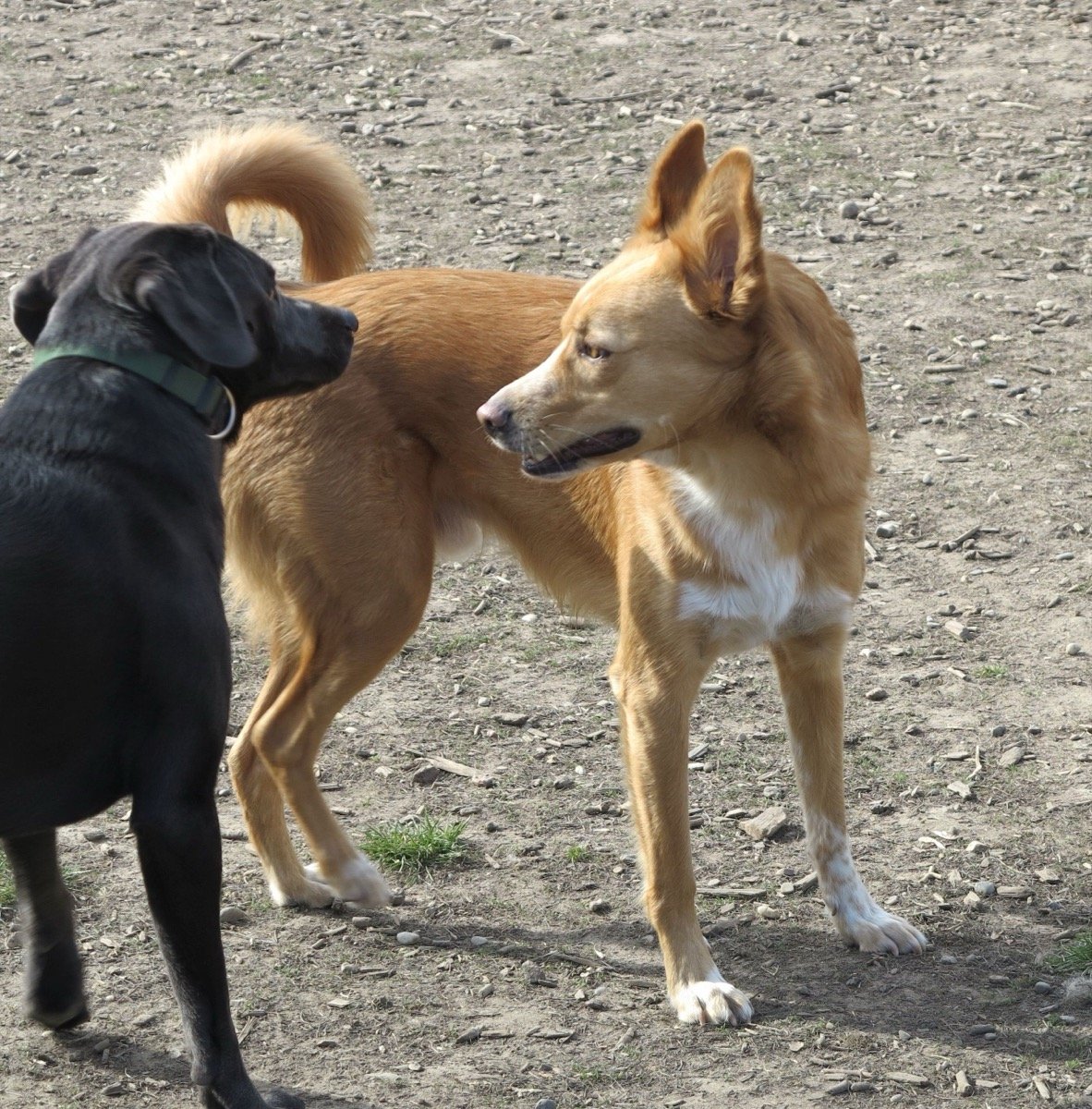 Comportamento Animal: Como Entender o Que Seu Pet Sente