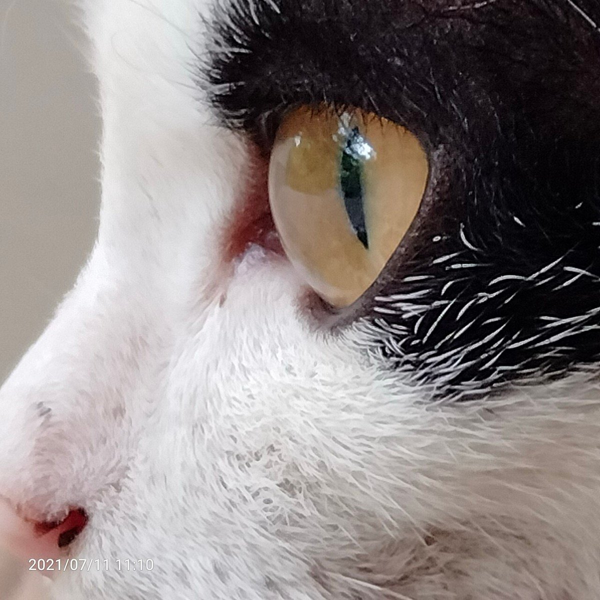 Conjuntivite em cães e gatos: por que o colírio humano pode piorar tudo (e quando correr ao veterinário)
