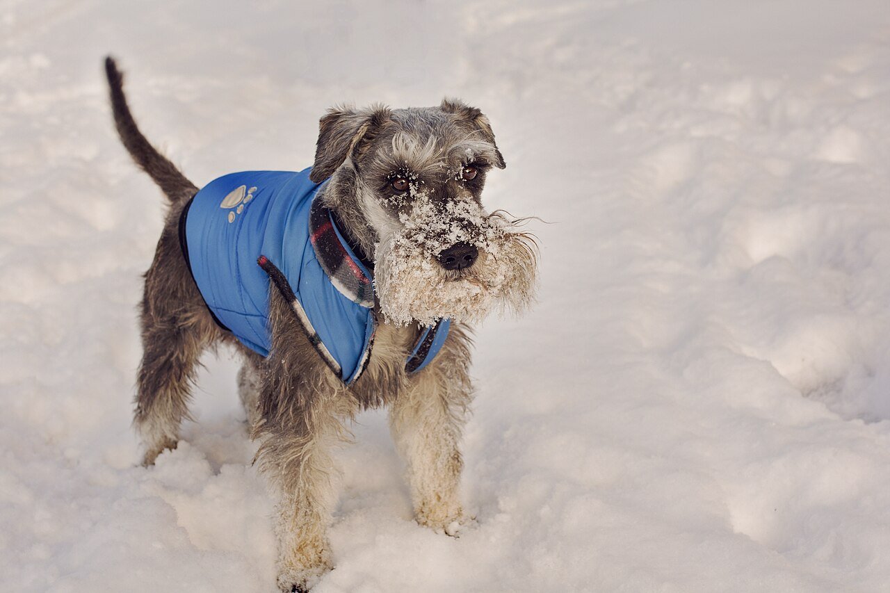 Cuidados com pets no frio: como proteger cães e gatos idosos e filhotes da hipotermia