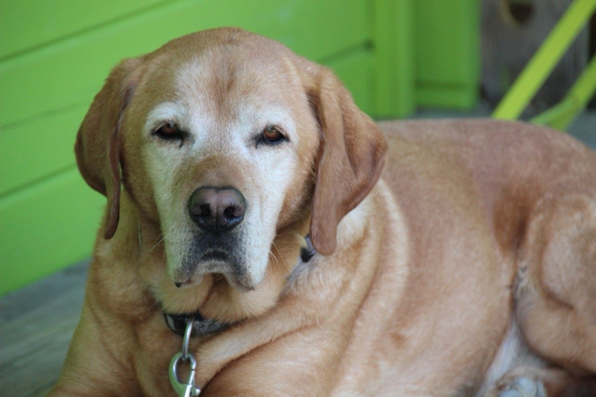 ‘Alzheimer’ em cachorro? Entenda a disfunção cognitiva canina e a gordura que promete ajudar