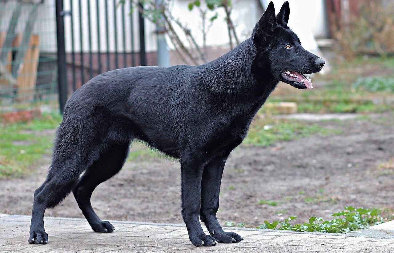 Displasia coxofemoral em cães: por que labrador e pastor alemão sofrem mais (e como aliviar)